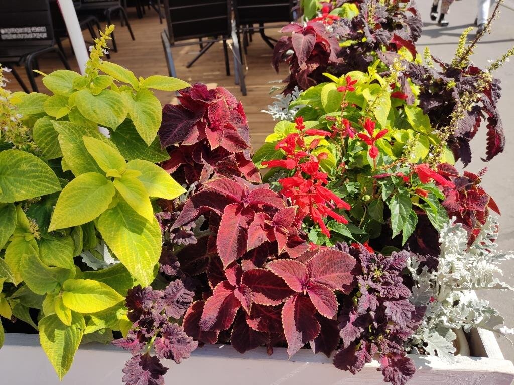 Колеус в оформлении маленького кафе.