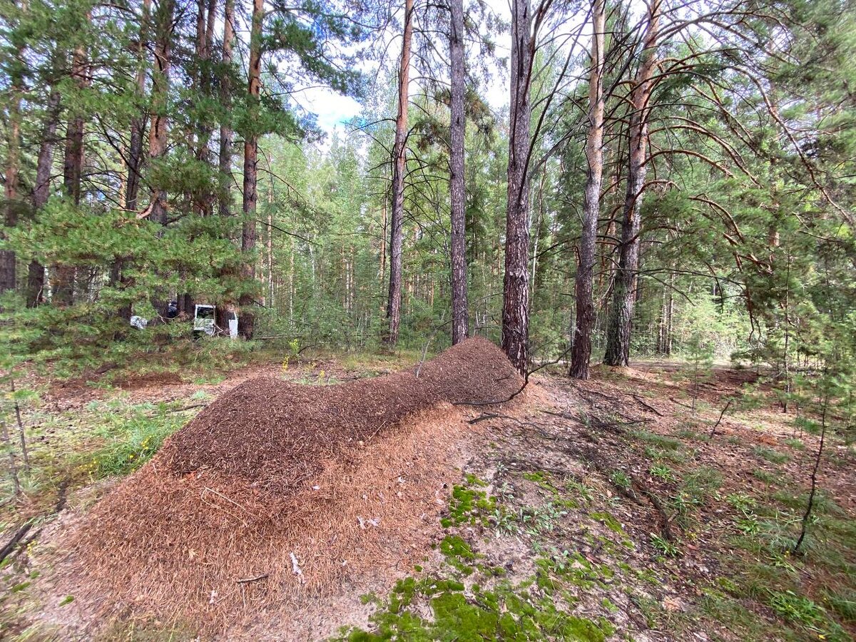 Большой муравейник фото