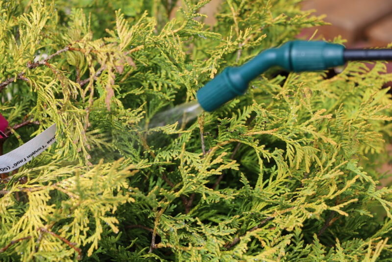 Желтые ветки туи. Иллюстрация для статьи используется по стандартной лицензии