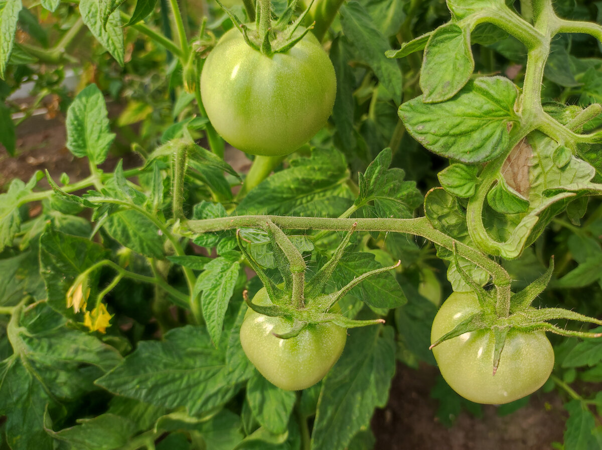 Необыкновенно вкусные маринованные зеленые помидоры с чесноком | Моя  любимая дача | Дзен