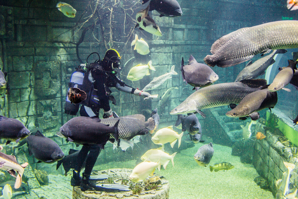 https://crocus-oceanarium.ru/about/#