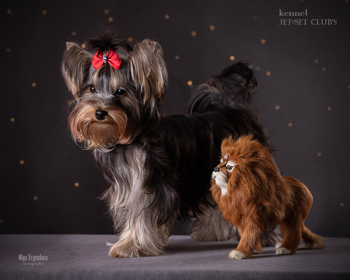 Фотограф Евграфова Ольга, Йоркширский терьер выпускник питомника Jet Set Club's