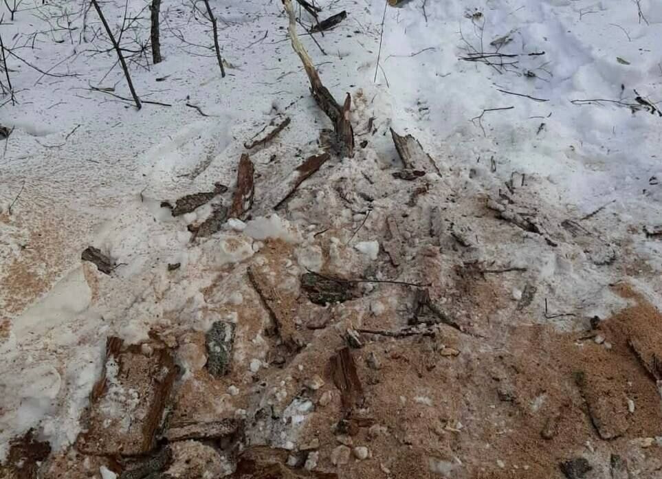    В Бузулукском бору «черный лесоруб» срубил три дуба Кристина Просвиркина