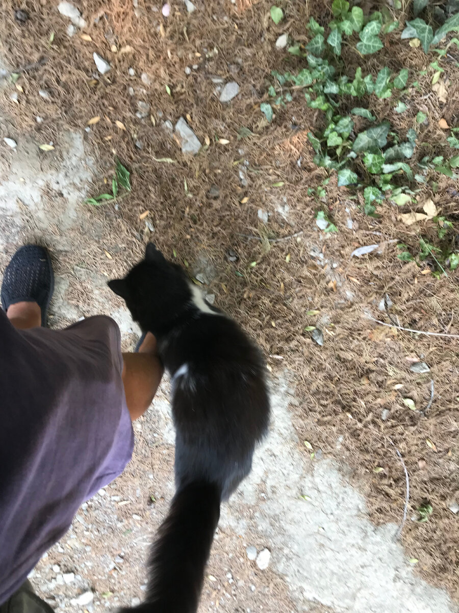 Это не Борода, а кошка такой же окраски