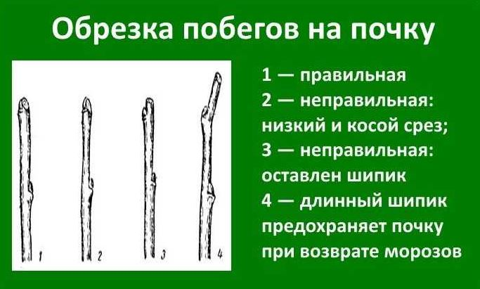 Что означает срез. Правильная обрезка на почку. Обрезка на наружную почку. Обрезка на внешнюю почку. Срез почки.