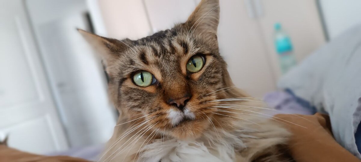 Не надо нам страшных ребёнков - как бы говорит Фортуша