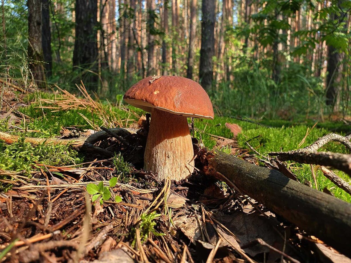 подберезовик обабок. гриб армиллярия мичиган. грибы в курской области. самый гигантский гриб в мире. гриб поддубовик сатанинский.