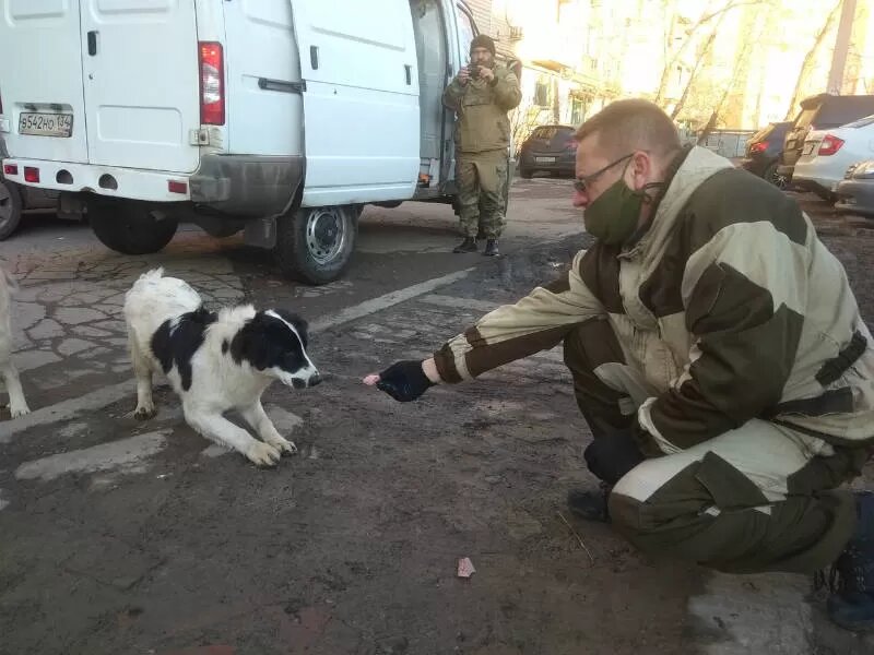 План отлова собак