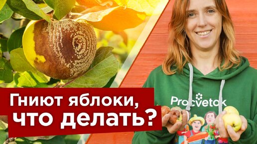 Не потеряйте 90% урожая яблок из-за плодовой гнили! Вот что надо сделать, чтобы забыть о монилиозе