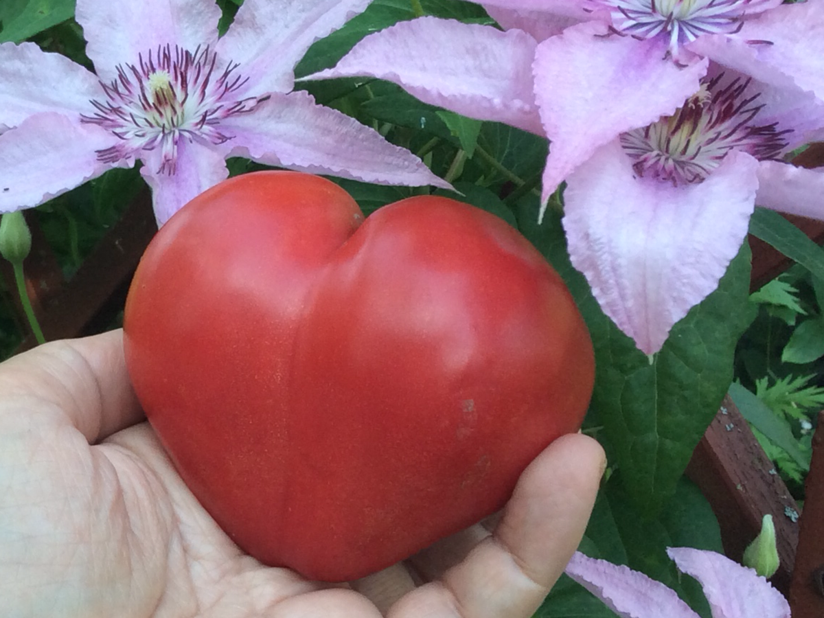 томат рабочий выпуск пасты описание