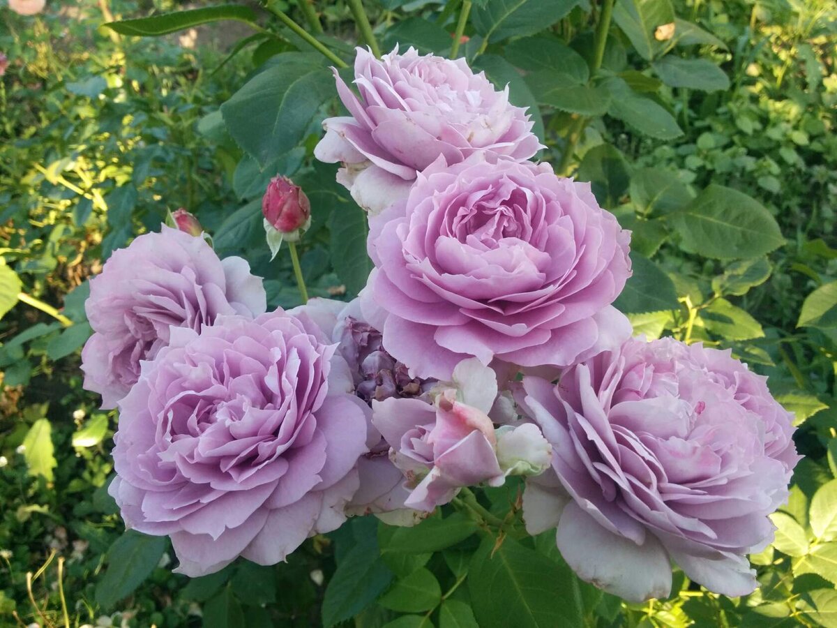 Роза Новалис