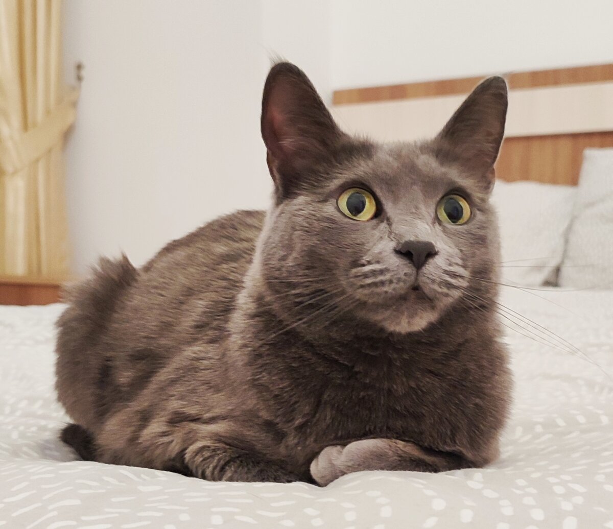 Наш главный член семьи - кошка нагло-донской породы Дыма