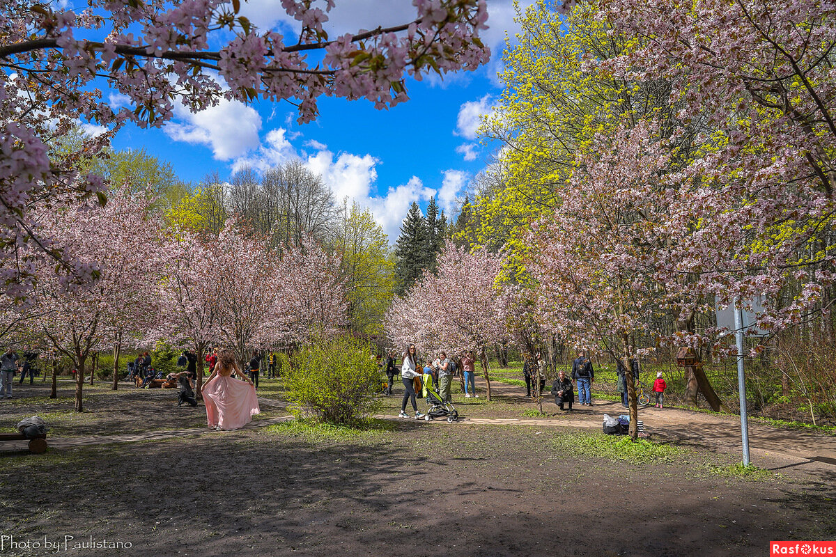 Бирюлевский дендропарк к мае. 