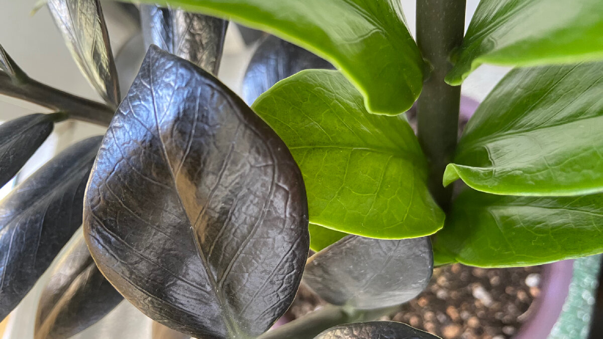 Молодой и старый лист