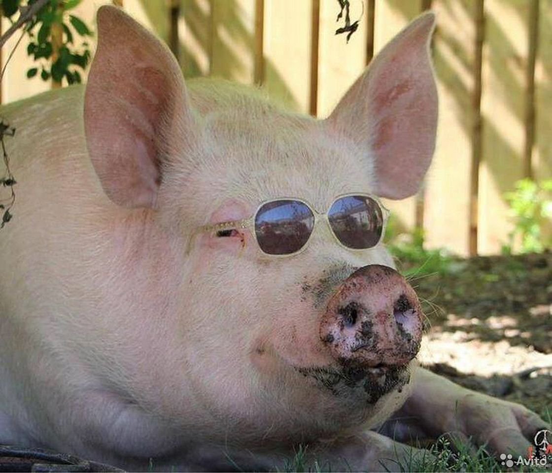 Приветики! Фото с сайта novyefoto.ru