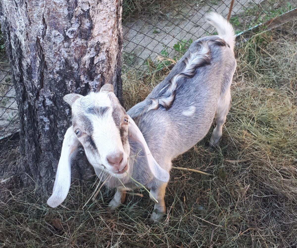 Будущий производитель, козлик Перец