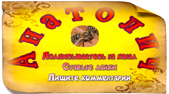 Приветствую дорогих гостей и подписчиков моего канала! Вчера, я обнаружил что  у меня в одном отводке, пропала матка, хотя она у меня ещё молодая, сеголетка, от 17 мая 2023 года.-8