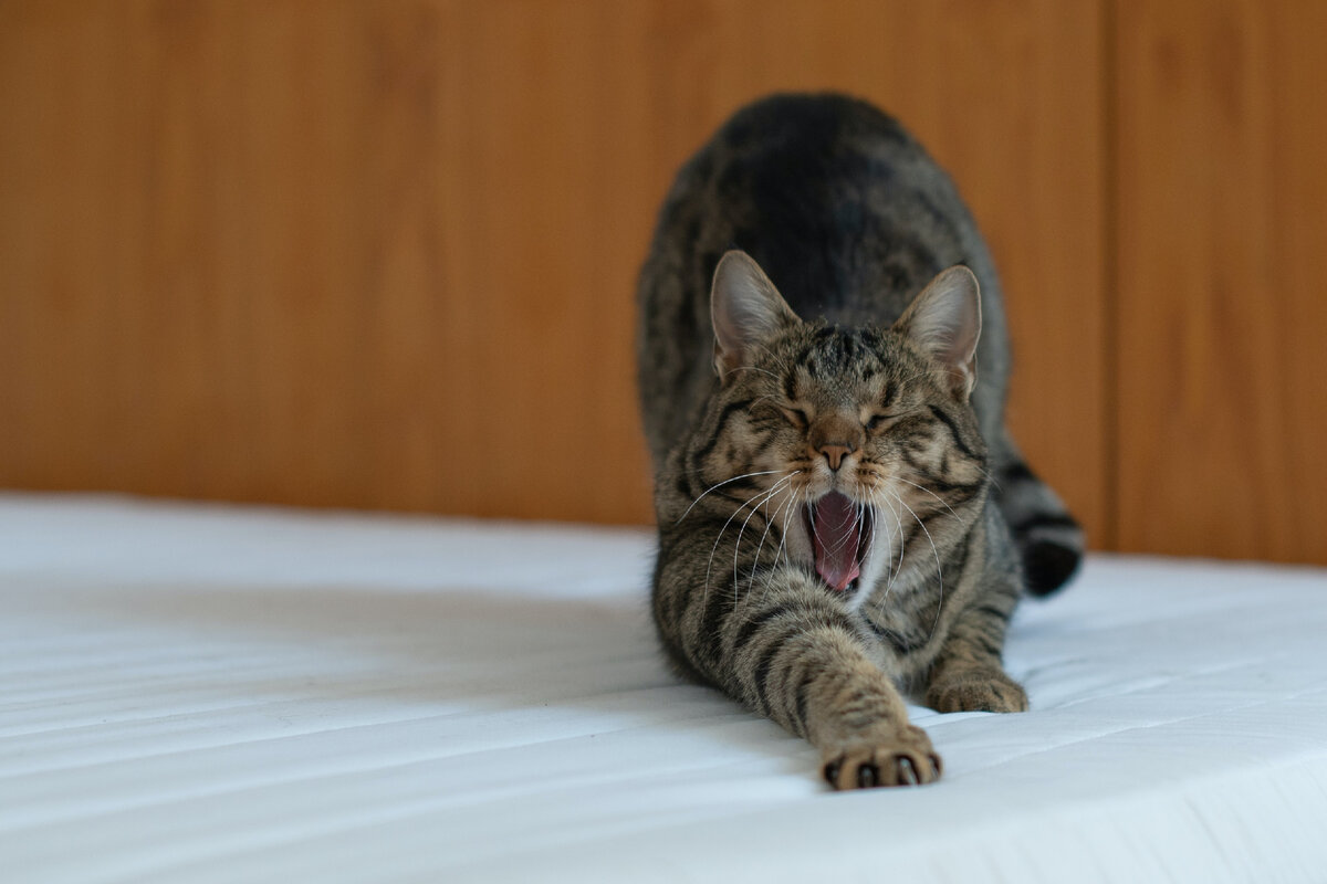 Зевающий кот, фото с сайта https://unsplash.com/