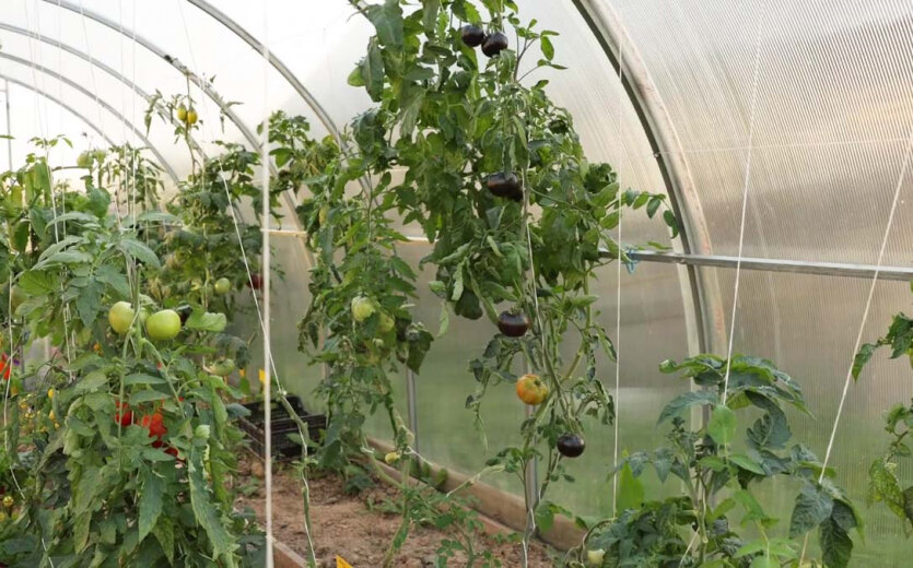 Фото: Анна Пашкевич