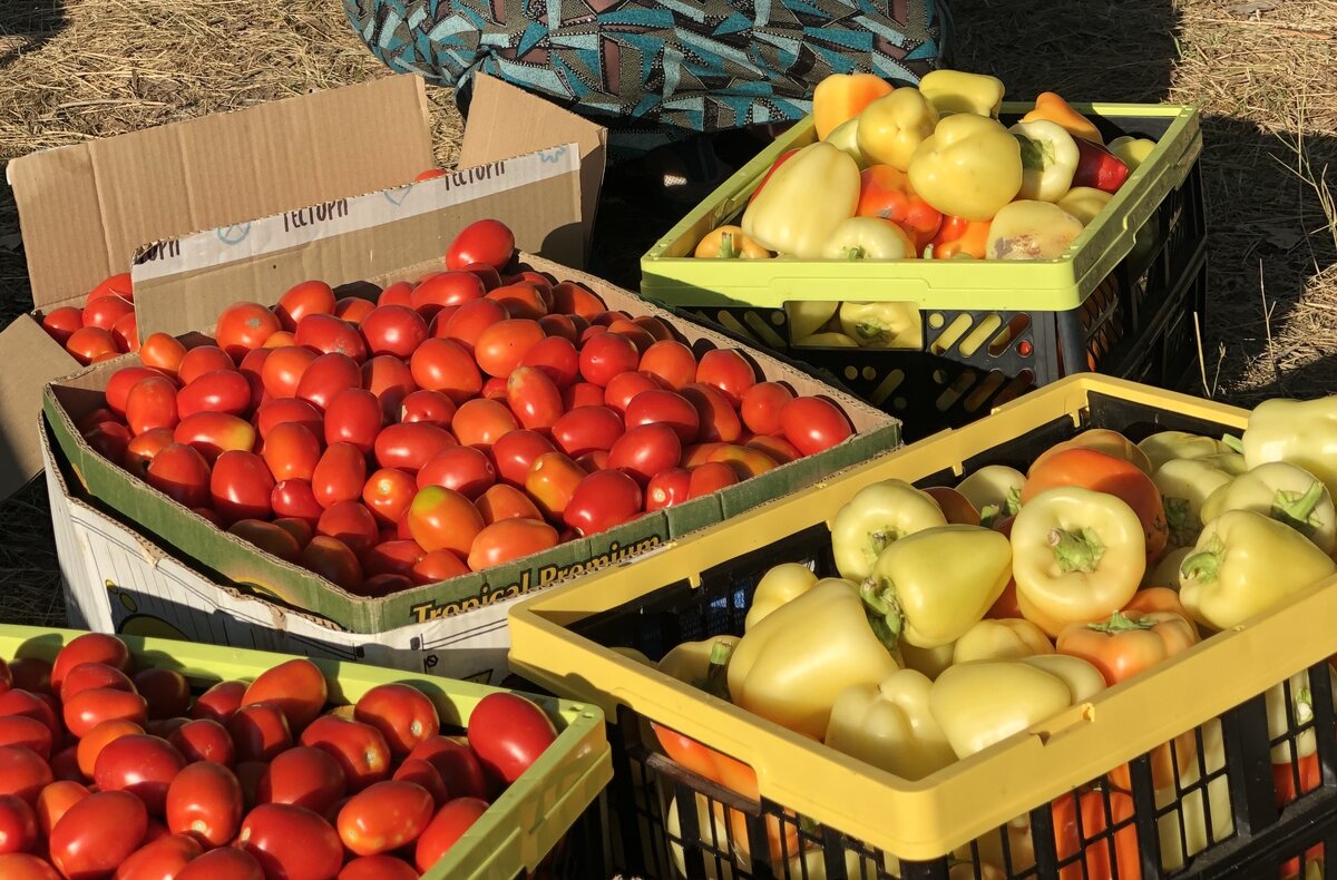 Только что собрали с бахчи