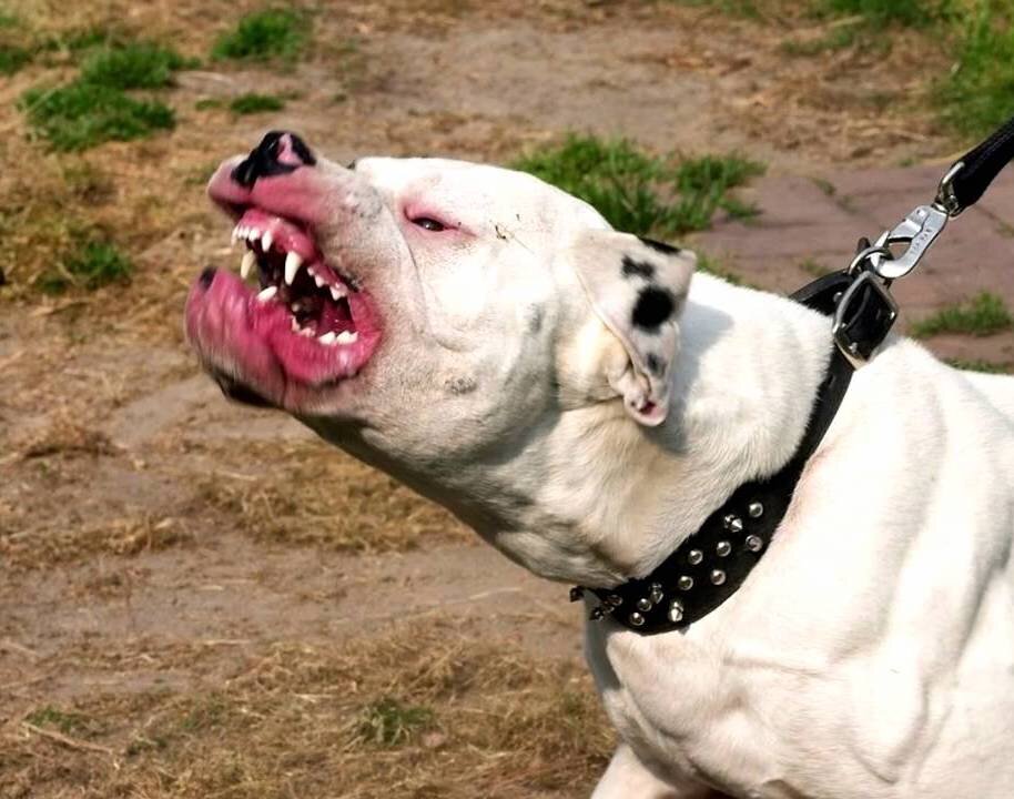 Самая опасная собака на земле порода и фото