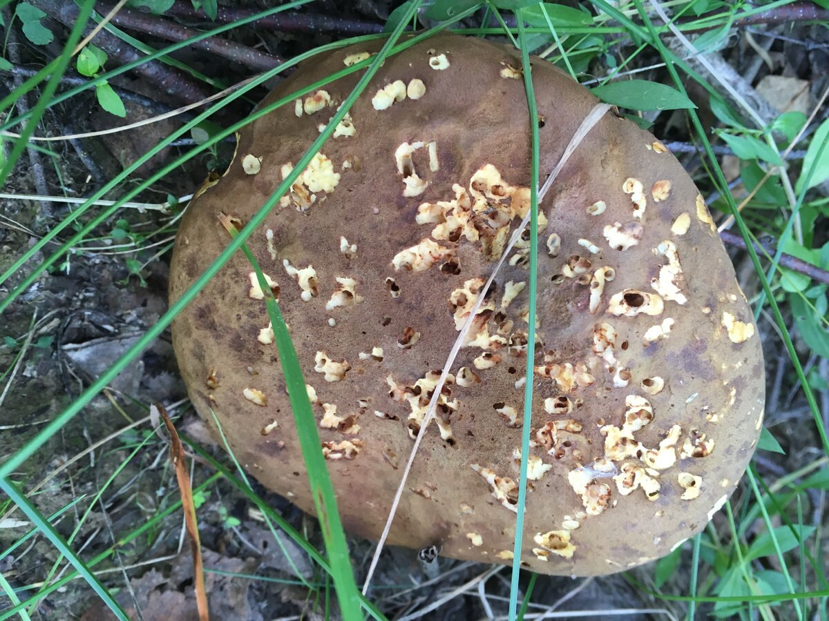 Червивый моховик