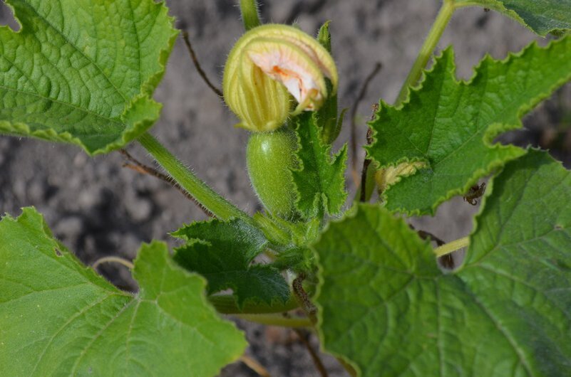 Кабачки начинают плодоносить.