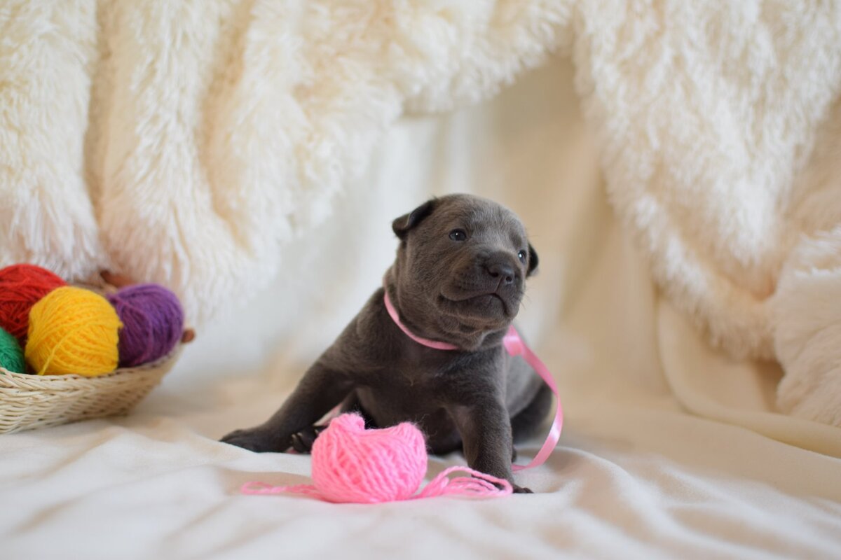 Канья совсем малышка. Фотосессия в родительском доме.