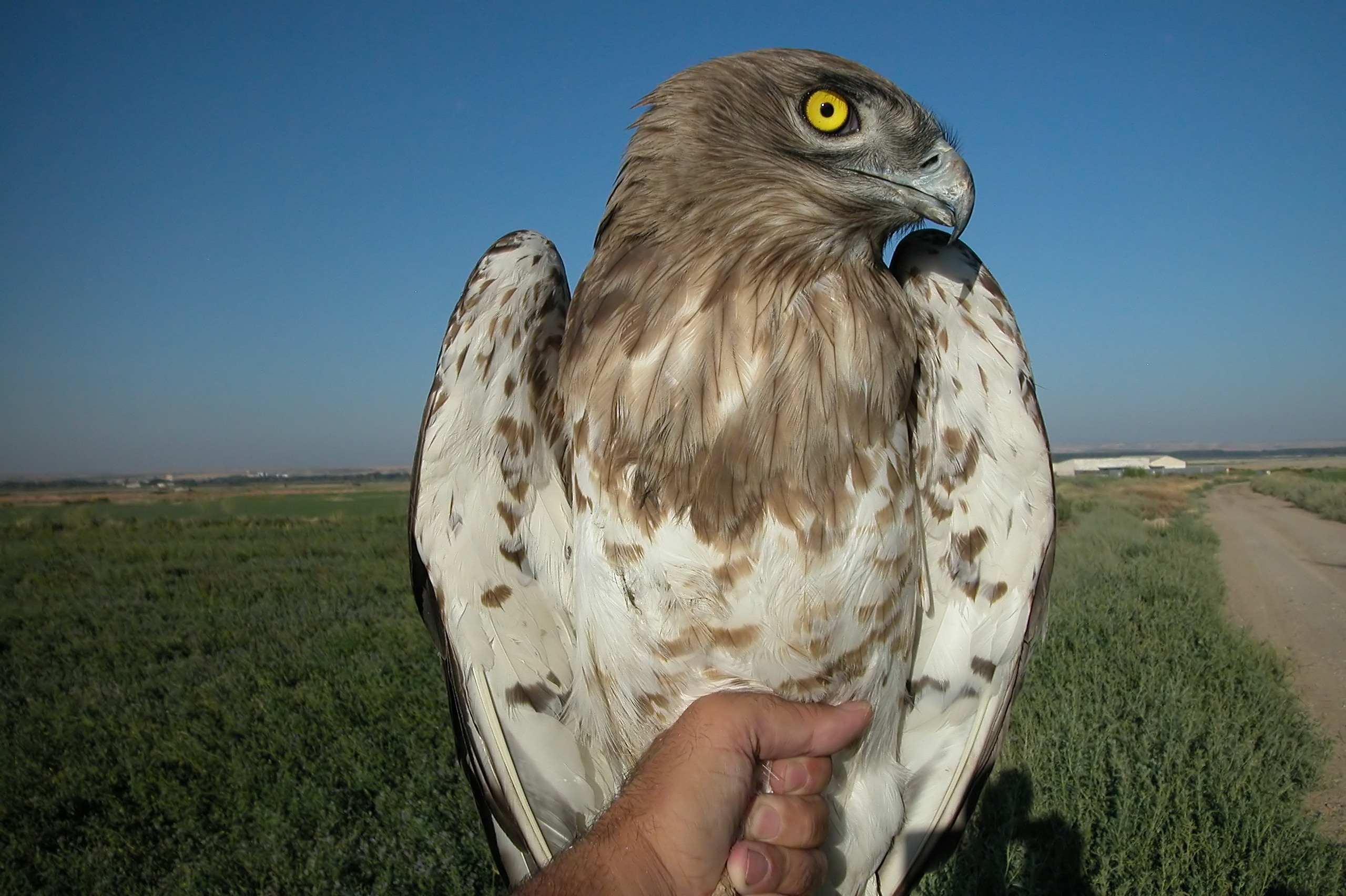 Змееяд. Ястреб Змееяд. Змееяд (Circaetus gallicus). Змееяд Circaetus gallicus Gmelin. Орел Змееяд.