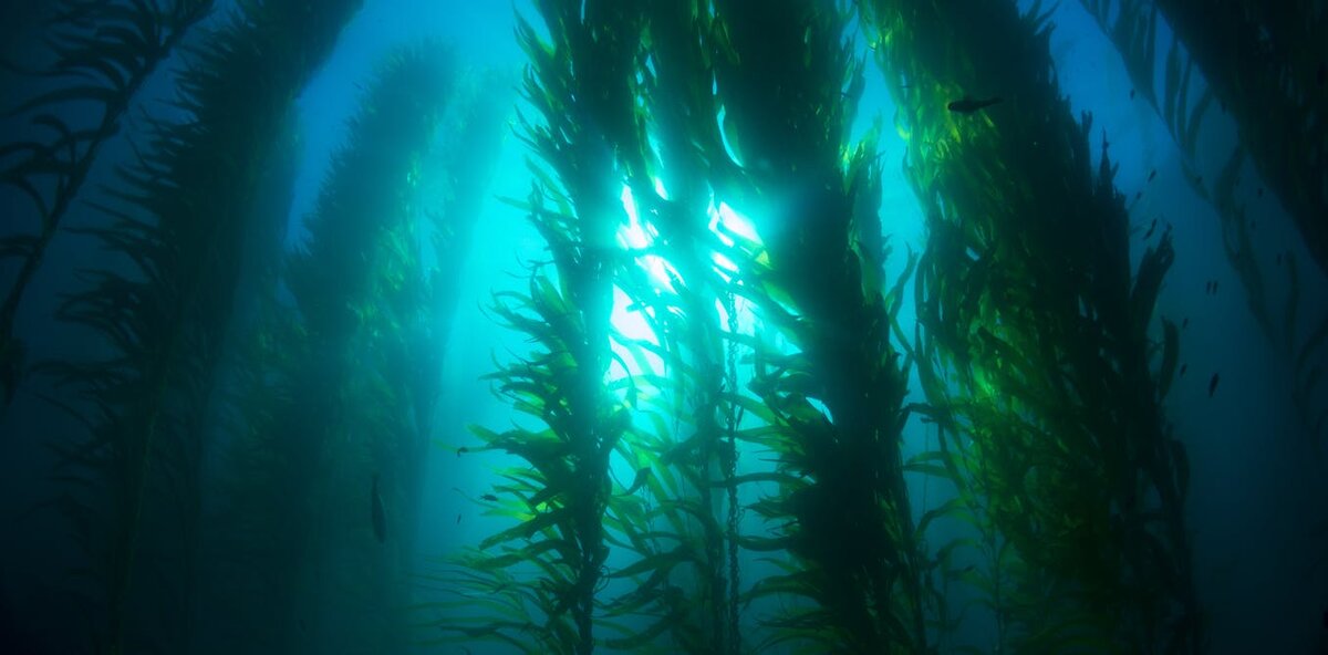 Источник фото: http://theconversation.com