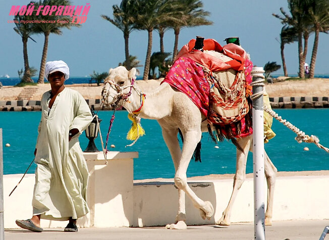 Покатаемся на верблюдах? Я в Хургаде!