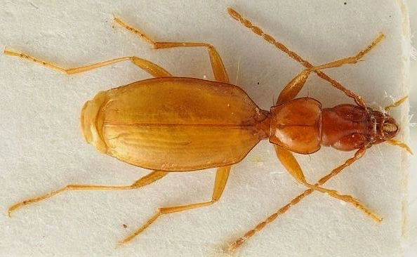 Что русскому янтарный, то немцу красно-коричневый. Препарированный слепой гитлер.