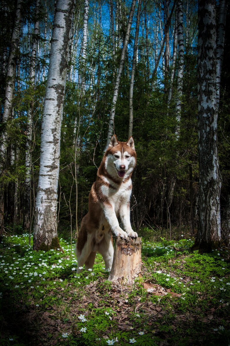 Рыжий Игорь и пеньки. Напишу как-нибудь про его любовь к пням)))