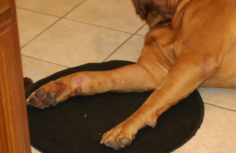 Артродезирование суставов у собак и кошек