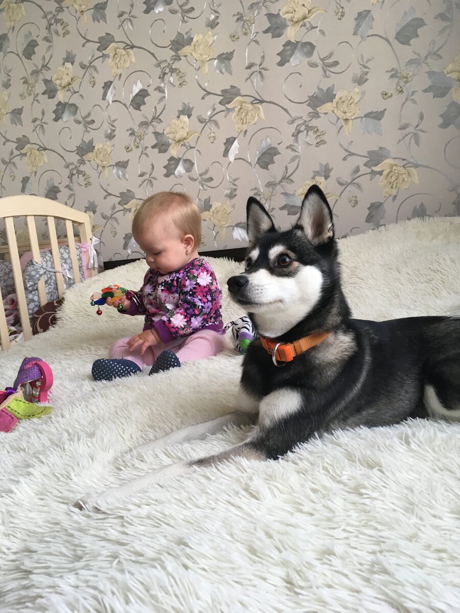 Голден следит за малышкой