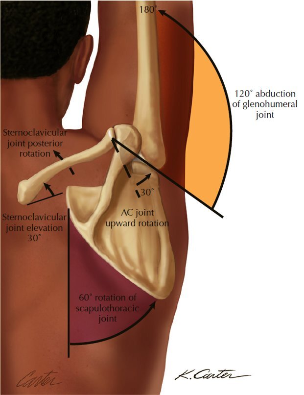 Почему болит плечевая кость. Абдукция плечевого сустава. Scapulohumeral ритм. Отведение в плечевом суставе осуществляет мышца. Аддукция плеча.