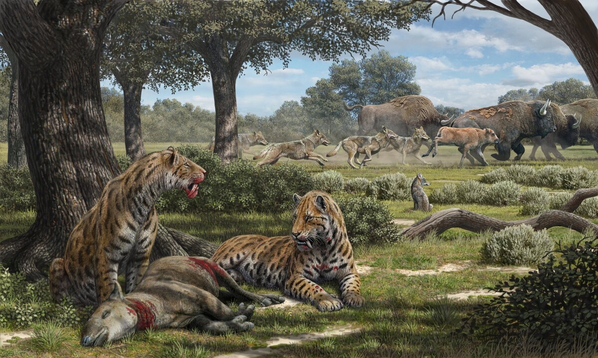 Smilodon populator, крупнейшие саблезубые кошки всех времен, охотились не на бизонов и лошадей в степях, как считалось ранее, а на оленей и тапиров в лесах, нападая из засады, – об этом свидетельствует недавний научный анализ изотопов и микроизноса на зубах. А вот бизонов на открытой местности обычно прессовали представители псовых. Иллюстрация: Mauricio Antón.