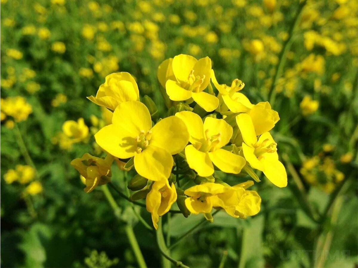 Горчица растение. Сидерат горчица белая. Brassica juncea. Крестоцветные сидераты. Горчица белая растение.