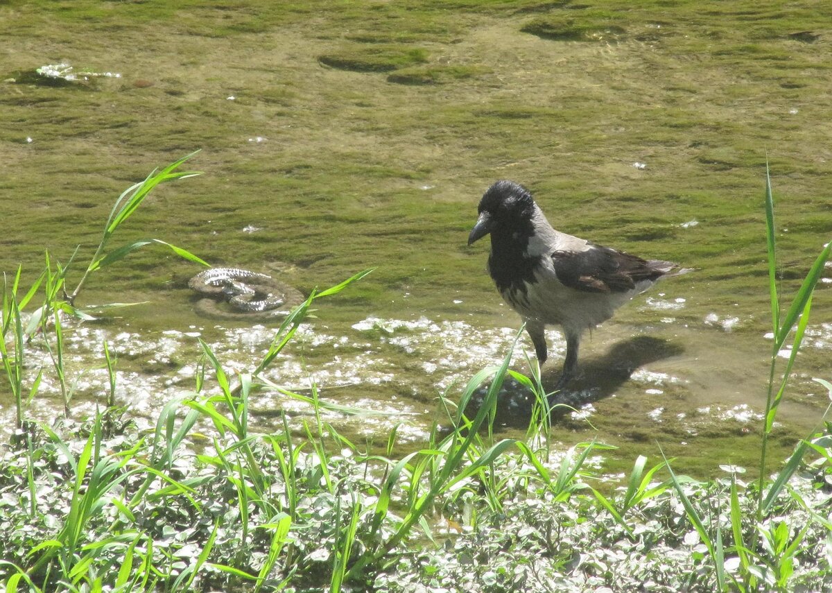 Затишье берет схваткой