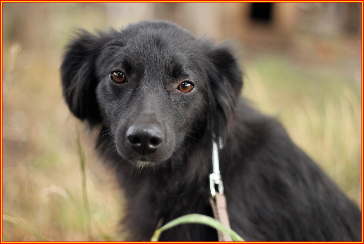 Фото из приюта "Лучший друг" г Ставрополь