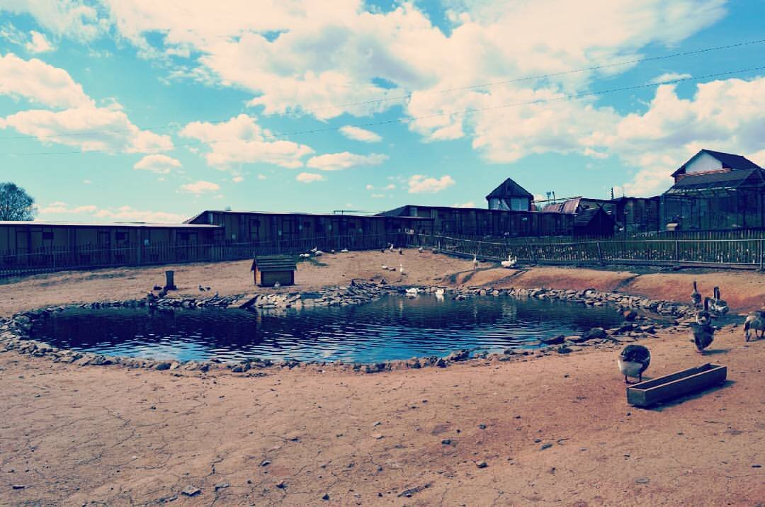 Искусственный пруд