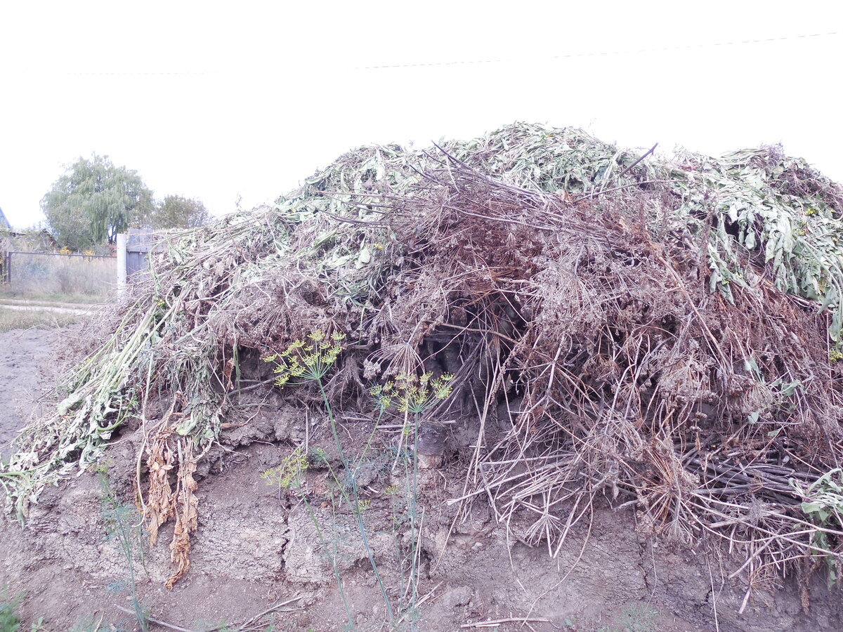 Укроп тоже может стать сорняком, если его семена дозреют в компосте. Но это, пожалуй, приятный бонус!