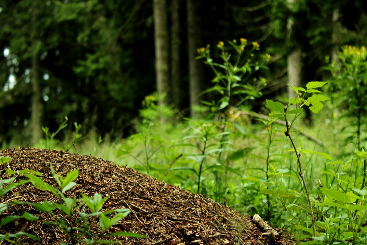 источник фото: pixabay.com