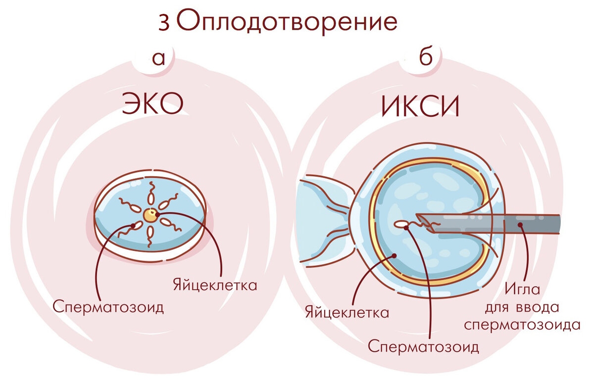 эмбрион на 5 день после пункции