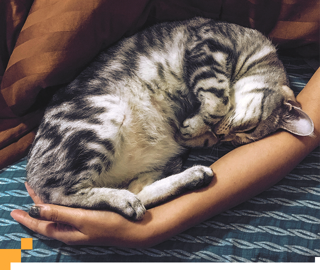 65% котят испытывают к своим хозяевам сильную привязанность