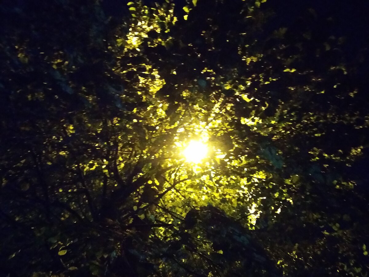 вот такой вот фонарь в липе