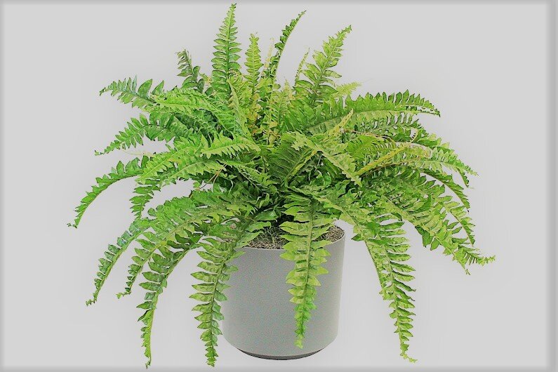 Although indoor fern can hardly be called unpretentious, but, having tamed it once, you will receive an incomparable beauty of a deciduous plant. In addition, this handsome one of the most useful colors in terms of air hygiene.