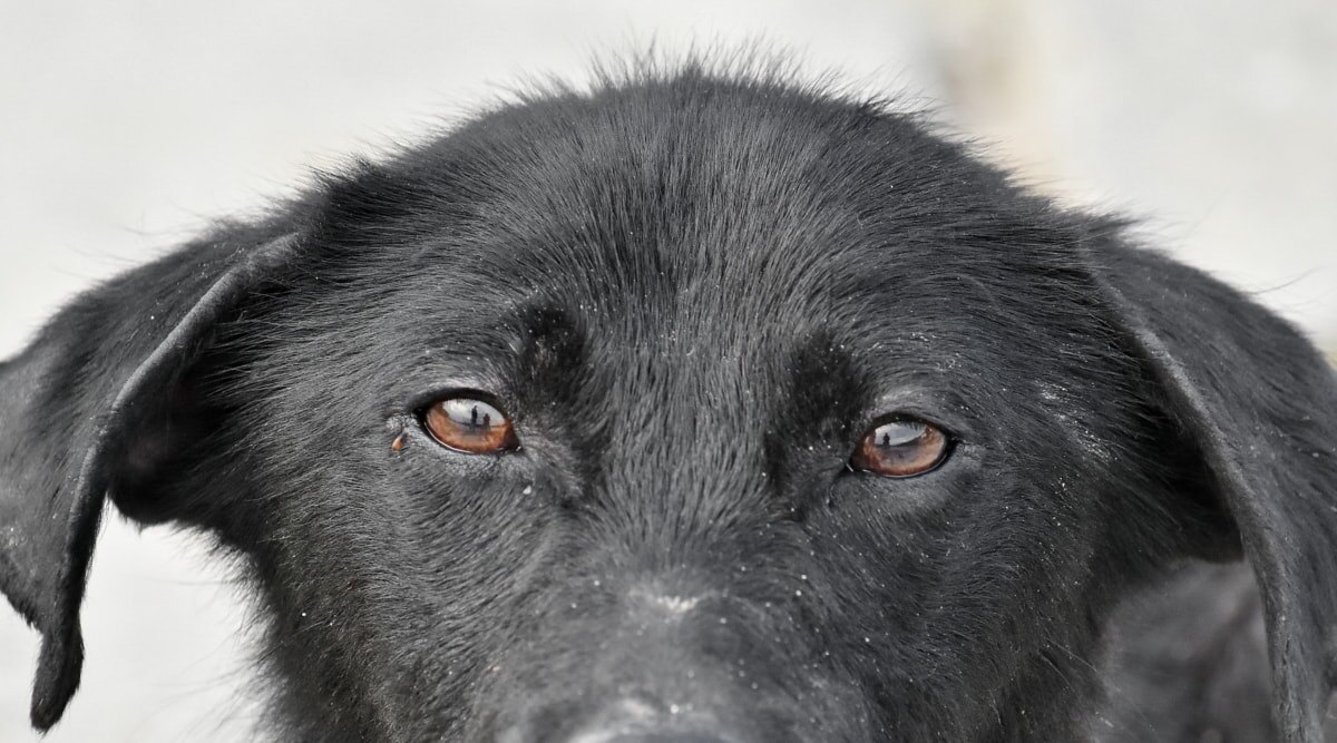 Фото с сайта <a href="https://pixnio.com/ru/">бесплатные изображения</a> 