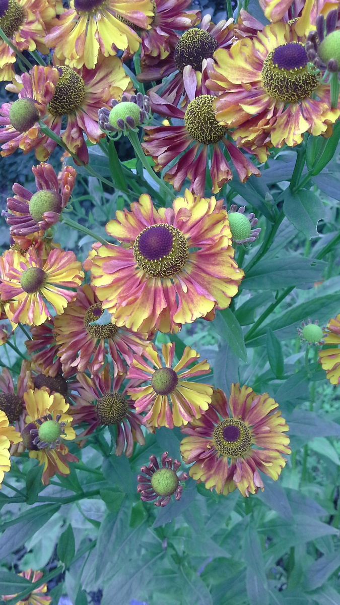 Ирина Одарчук  Паули