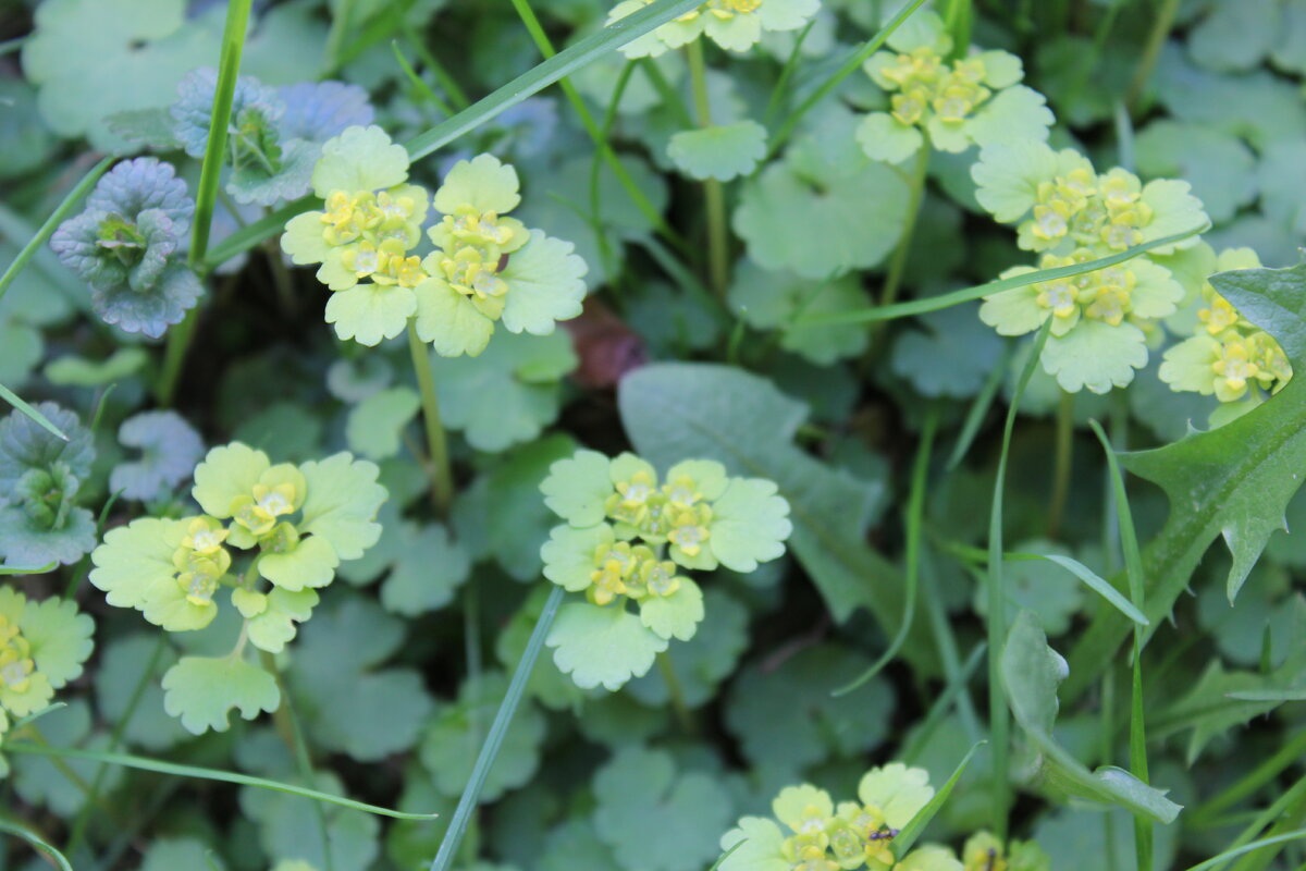 Фото автора @art_earsel  